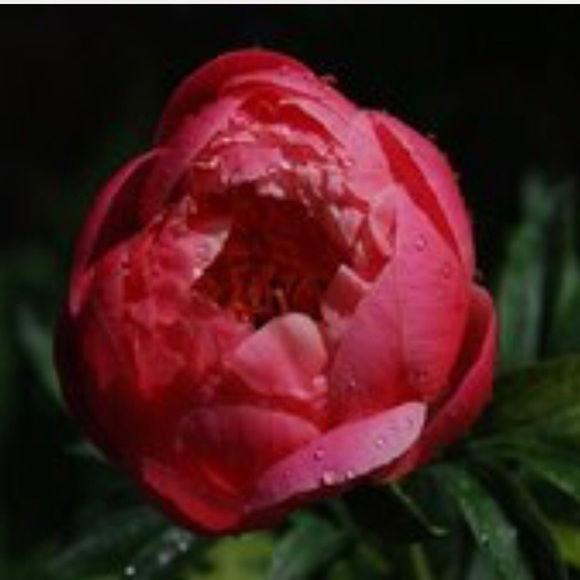 redpeony